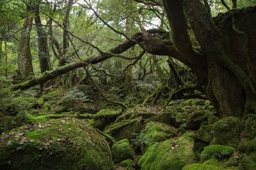 もののけ姫の世界！美しい苔の森、白谷雲水峡ってどんなところ？