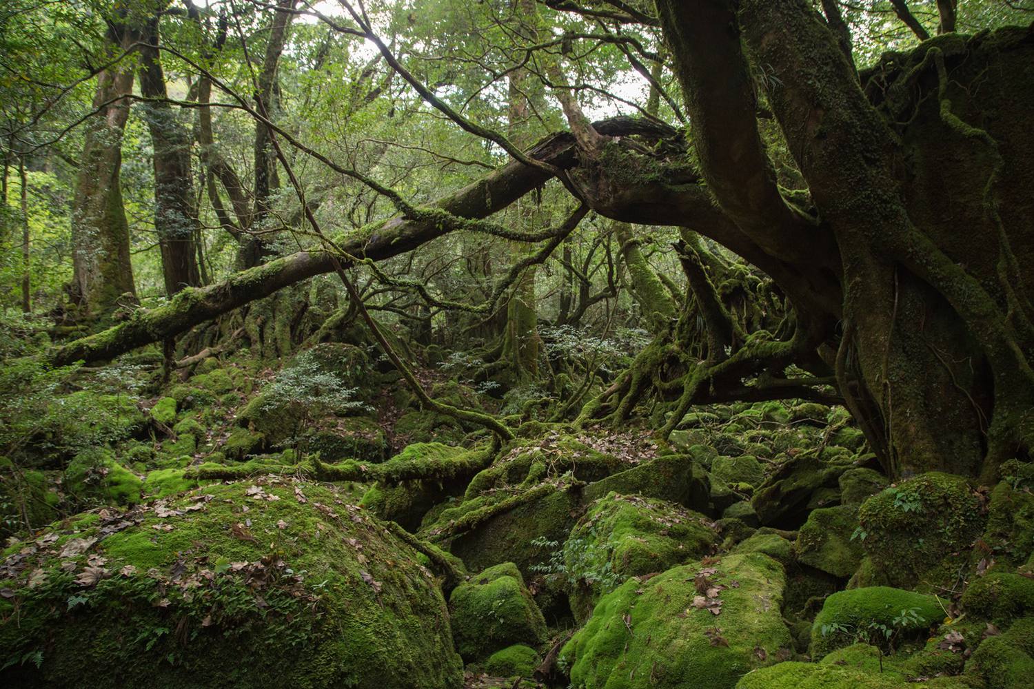 もののけ姫の世界 美しい苔の森 白谷雲水峡ってどんなところ 海外旅行 日本国内旅行のおすすめ情報 Veltra Zine ベルトラ