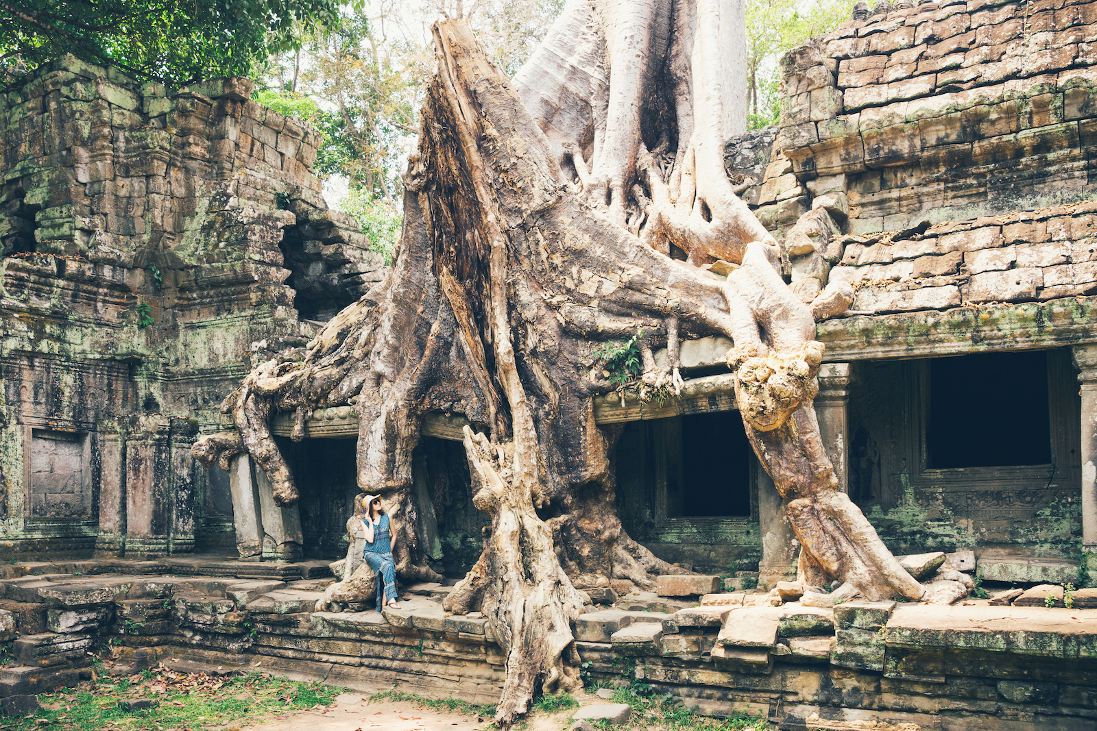 木々が覆う神秘の世界遺産、カンボジアのタ・プロームヘ