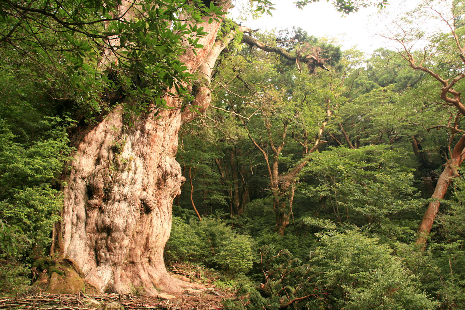 屋久島の樹齢4000年の縄文杉を見に行きたい！