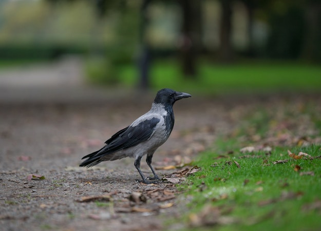 https://www.pexels.com/sv-se/foto/fagel-djur-gras-park-720731/