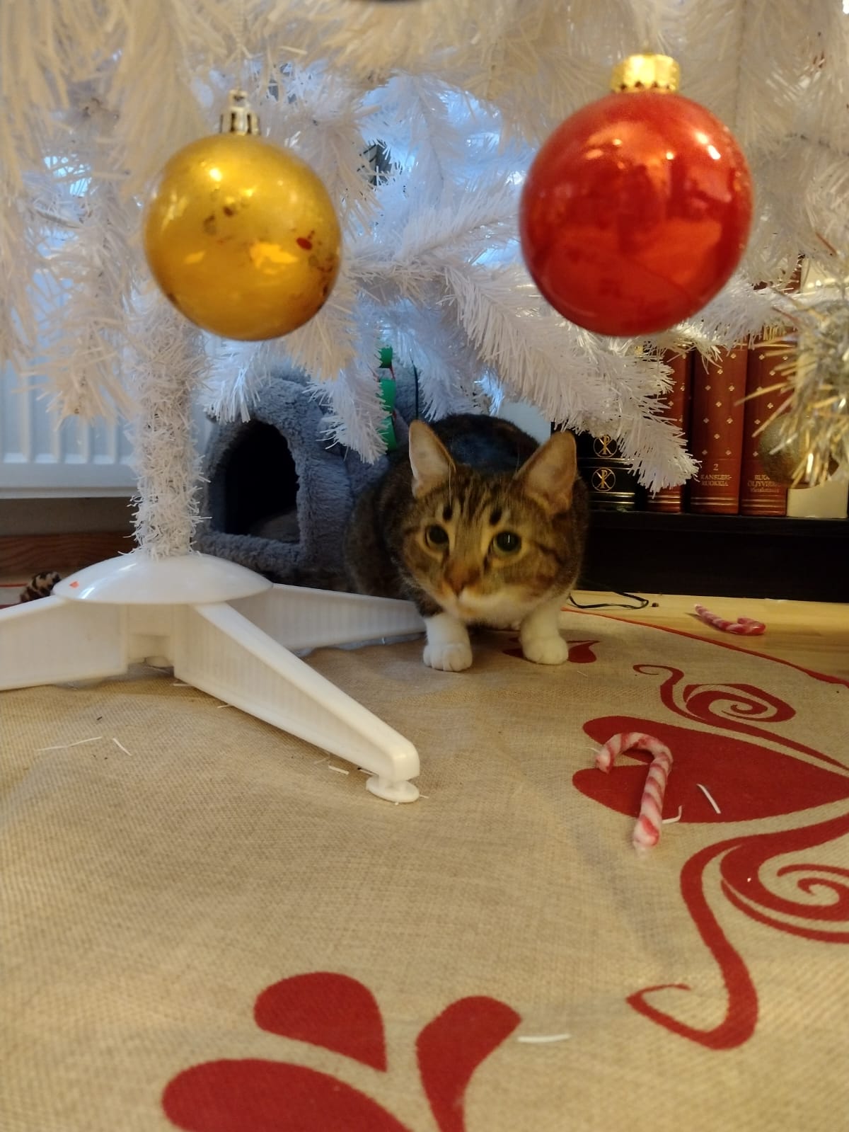 Kissa katselee joulukuusen palloja