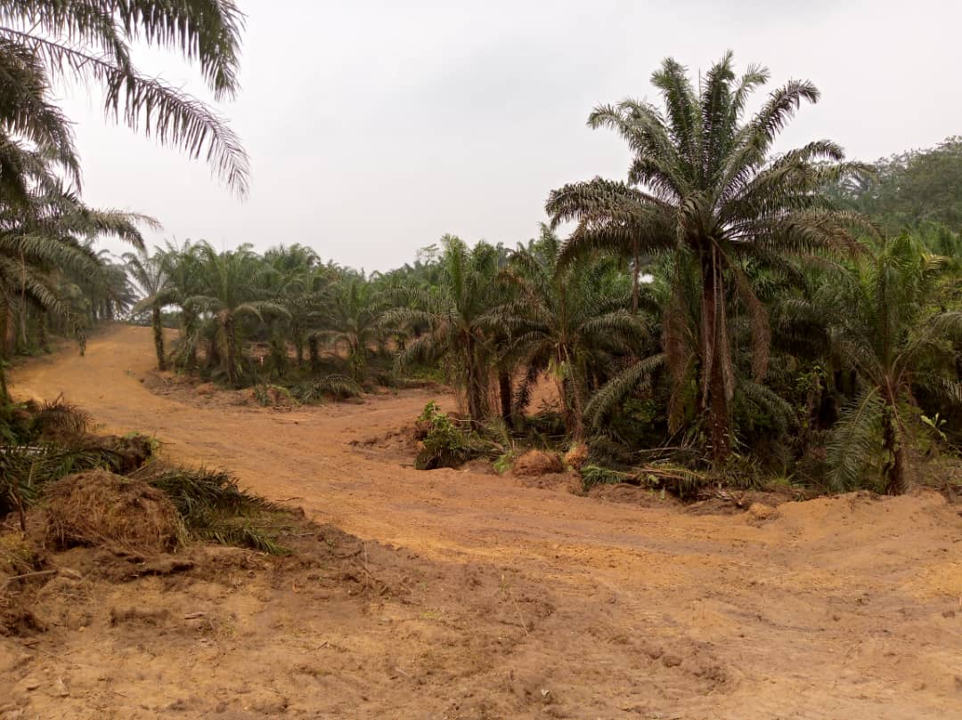Land for sale at Douala, Bassa, Dibamba kendeck et kondjock - 2000 m2 - 4 000 000 FCFA