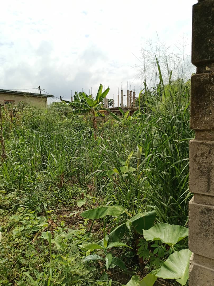 Land for sale at Douala, Japoma, Japoma - 1000 m2 - 45 000 000 FCFA