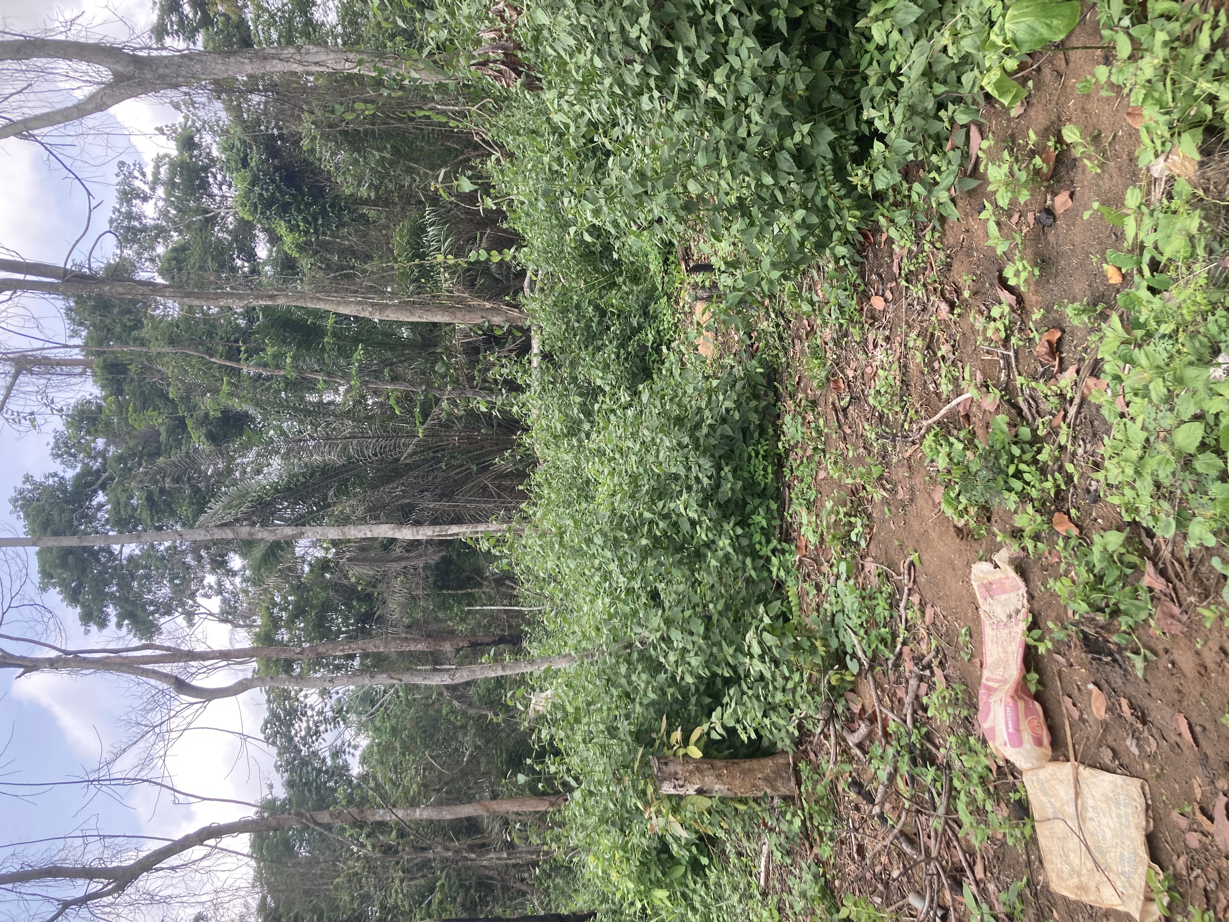 Terrain à vendre - Yaoundé, Olembe, Nkometou - 10000 m2 - 20 000 000 FCFA