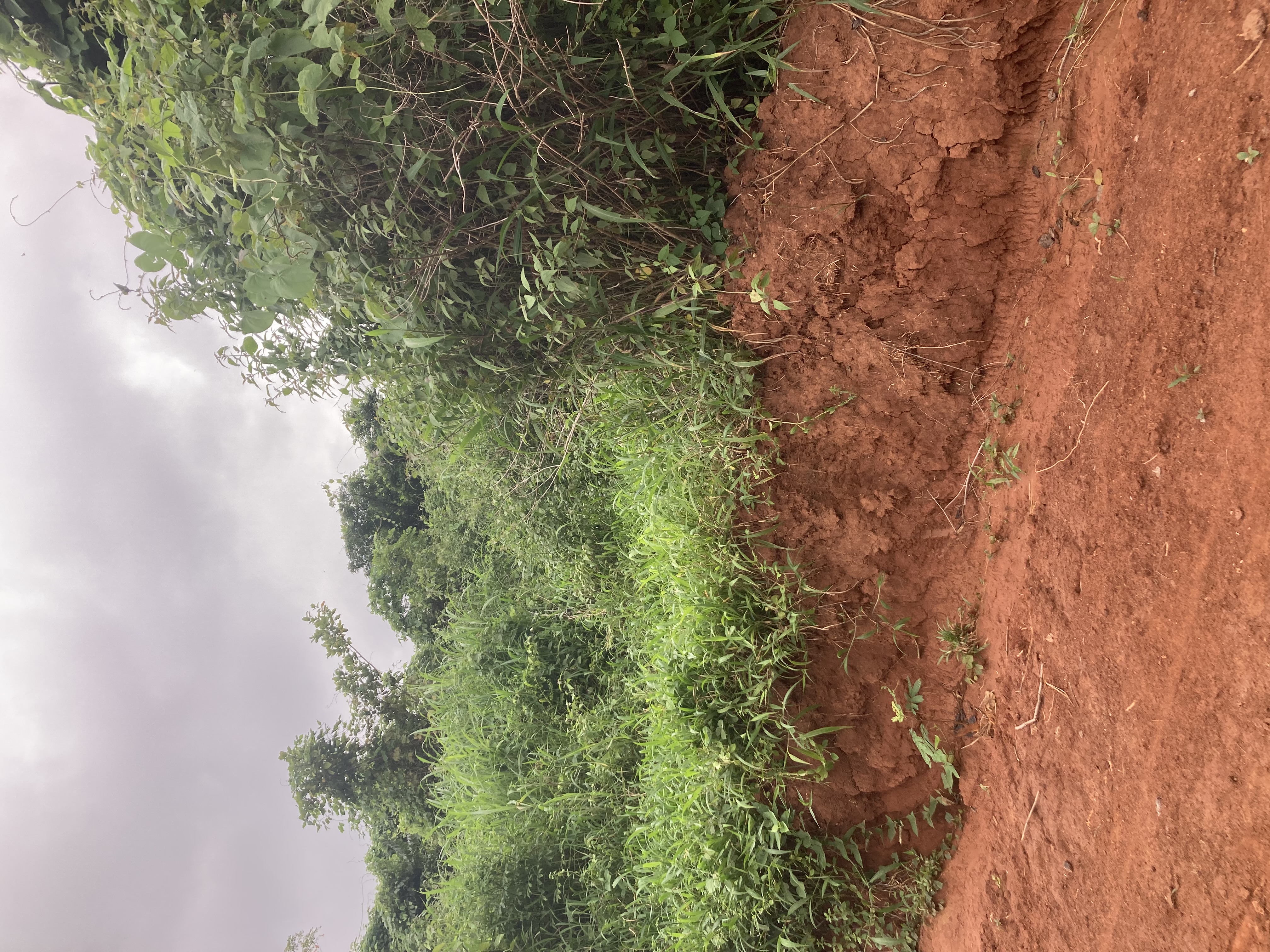 Terrain à vendre - Yaoundé, Olembe, Stade - 500 m2 - 20 000 000 FCFA