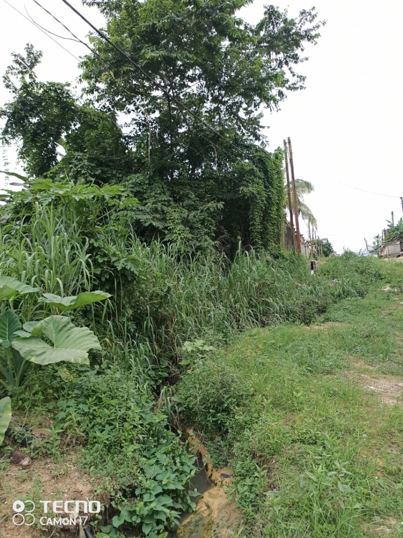 Terrain à vendre - Douala, Kotto, Fin goudron Mbangue - 1000 m2 - 50 000 000 FCFA