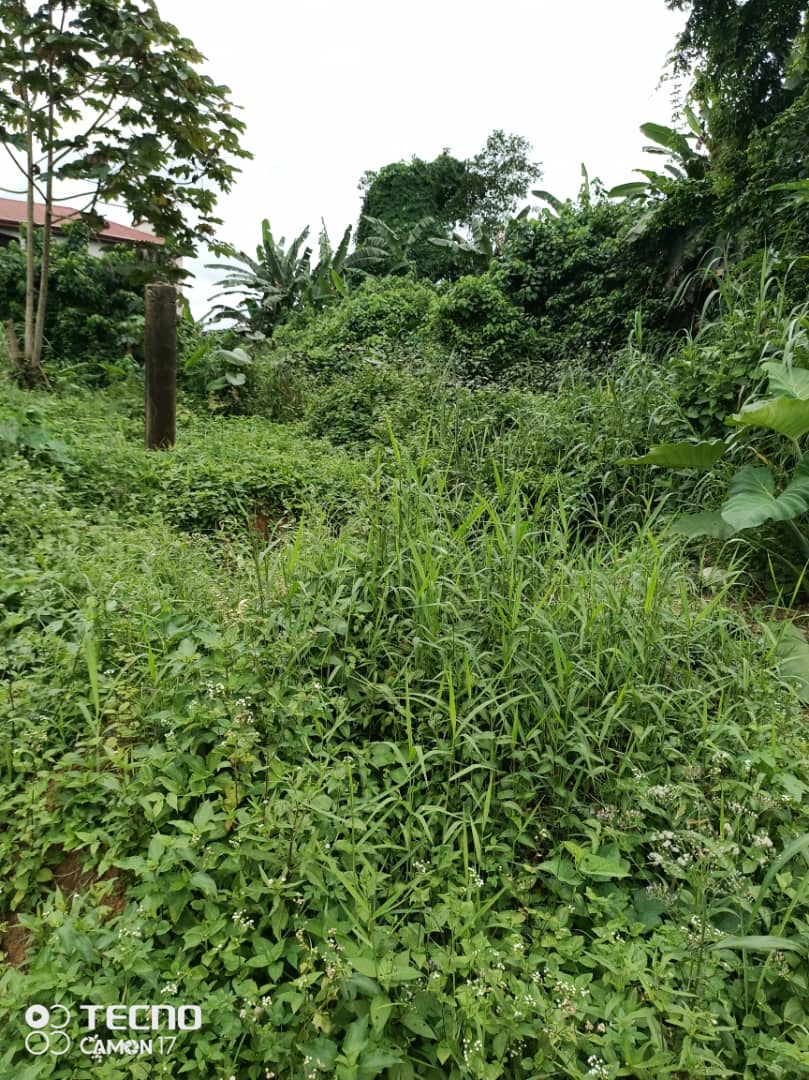 Terrain à vendre - Douala, Kotto, Fin goudron Mbangue - 1000 m2 - 50 000 000 FCFA
