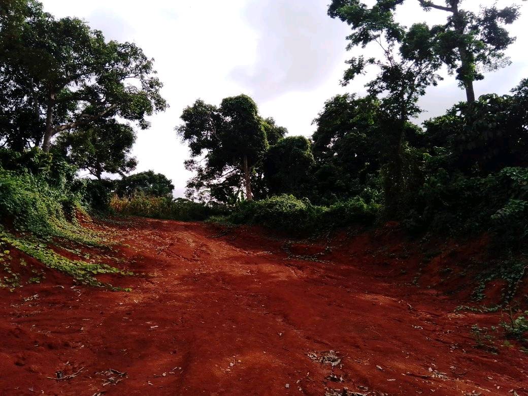 Terrain à vendre - Yaoundé, Damas, ebom - 10000 m2 - 30 000 000 FCFA