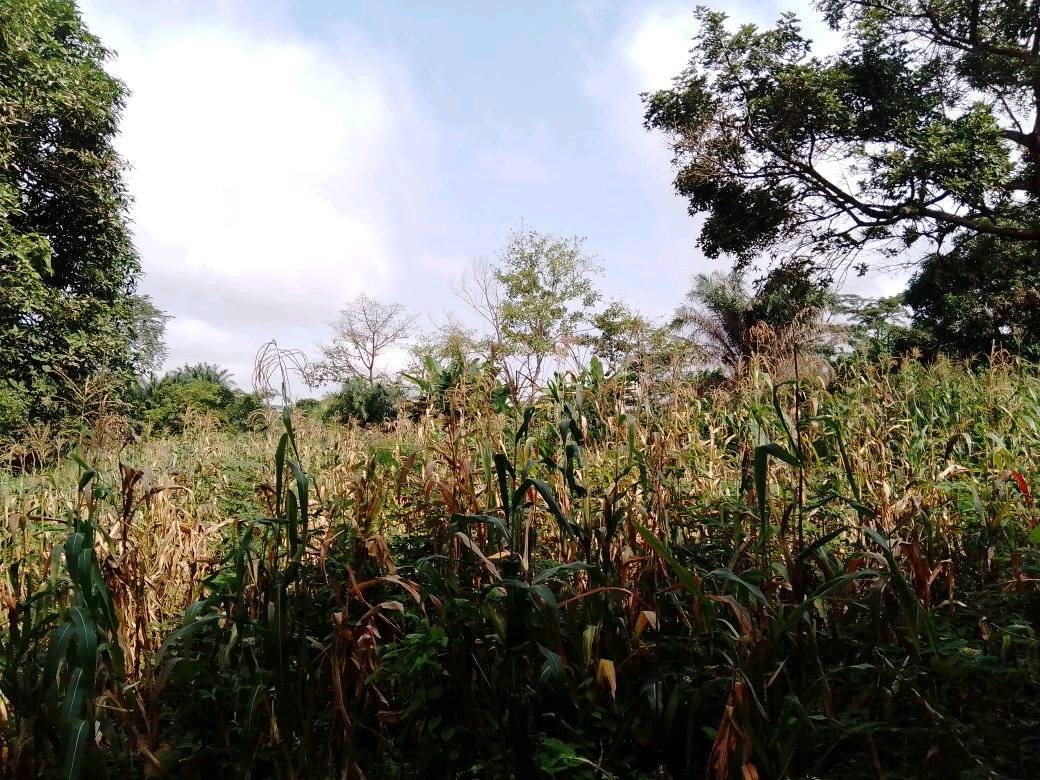 Terrain à vendre - Yaoundé, Damas, ebom - 10000 m2 - 30 000 000 FCFA