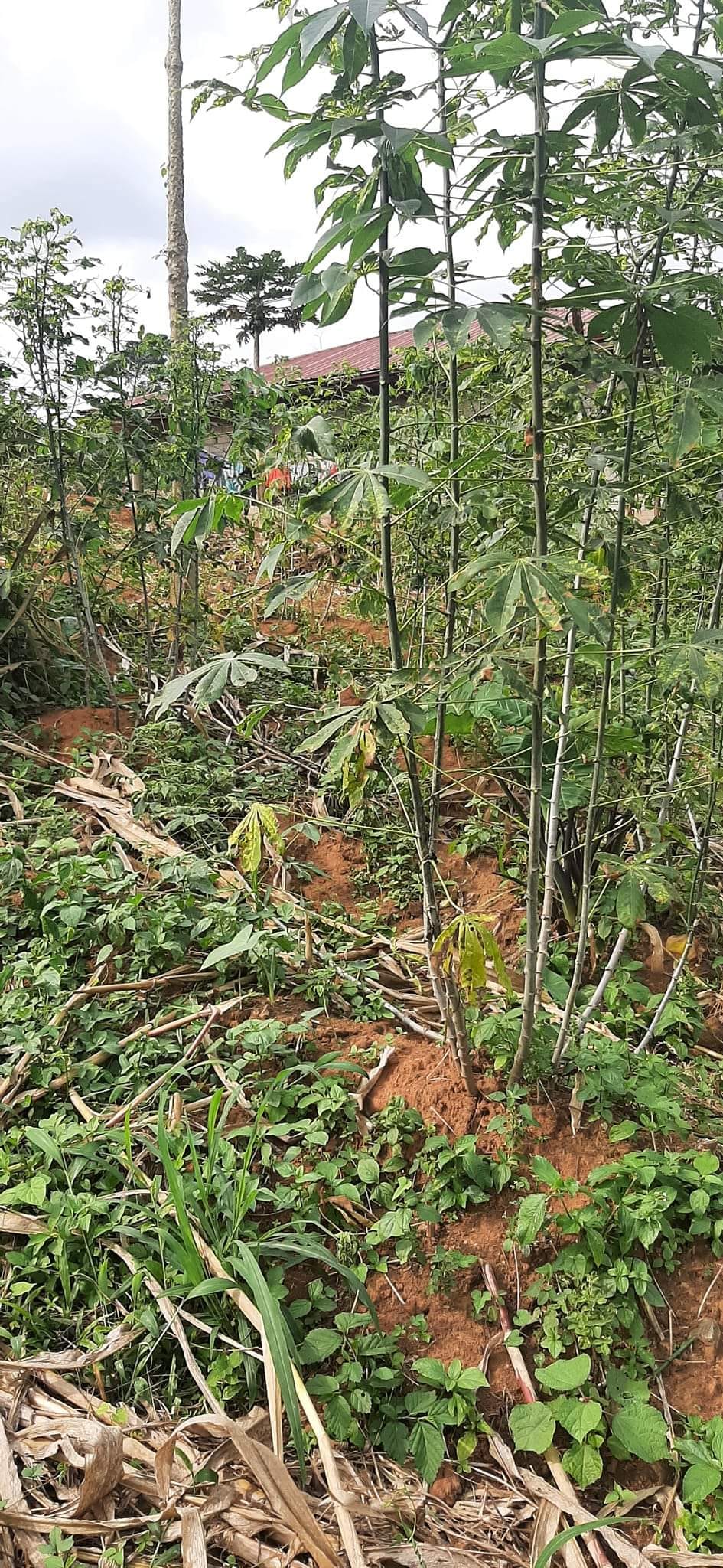Terrain à vendre - Yaoundé, Nkolbisson, famassi - 700 m2 - 14 000 000 FCFA