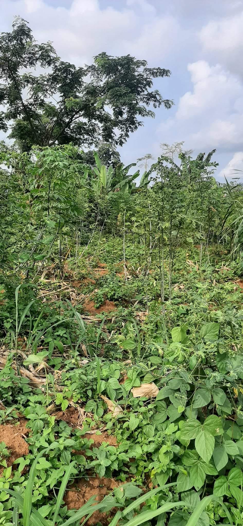 Terrain à vendre - Yaoundé, Nkolbisson, famassi - 700 m2 - 14 000 000 FCFA