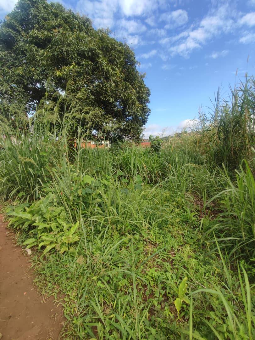 Land for sale at Yaoundé, Odza, happy - 1029 m2 - 60 000 000 FCFA