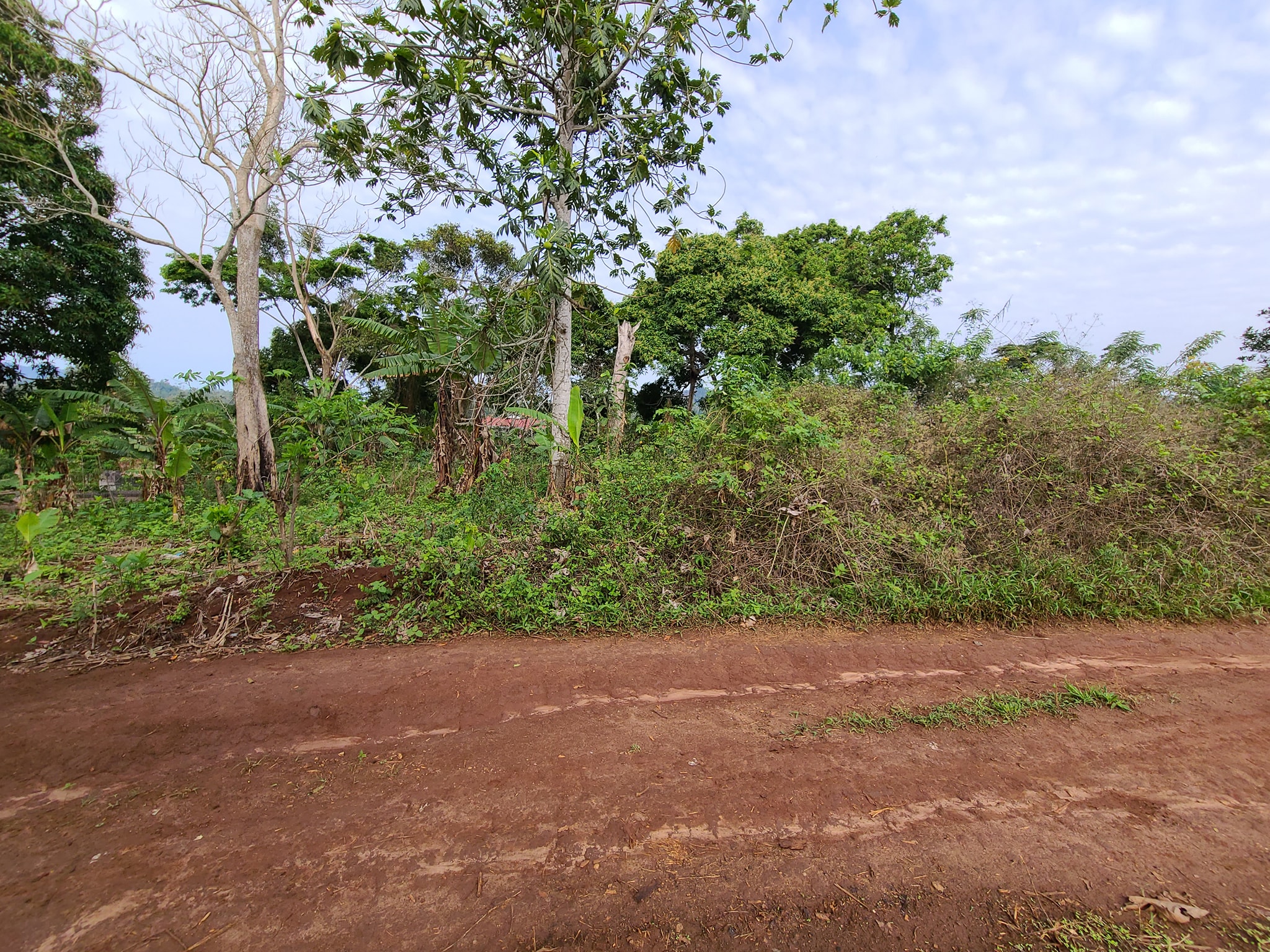 Terrain à vendre - Douala, Yassa, Avant la dibamba - 5000 m2 - 225 000 000 FCFA