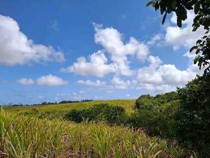 Land for sale at Douala, Yabassi, Vers yabassi plusieurs grandes superficies pour agriculture ou construction d'usine - 100000 m2 - 2 500 000 000 FCFA