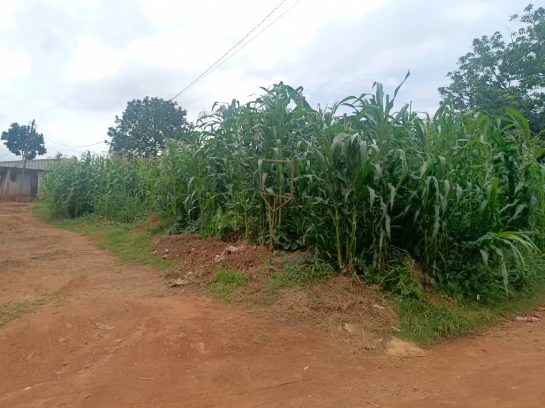 Land for sale at Yaoundé, Nkolmeseng, nkolmesseng - 710 m2 - 31 950 000 FCFA