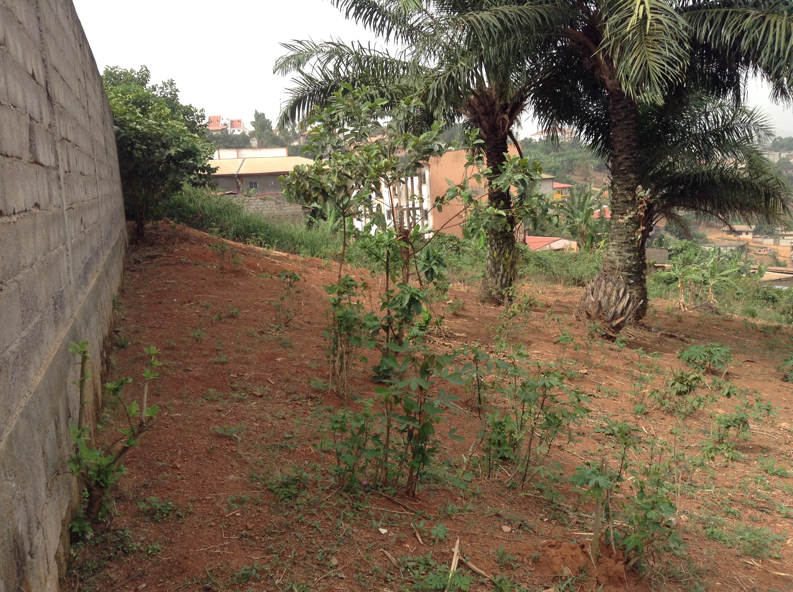 Terrain à vendre - Yaoundé, Ngousso, 1083 - 1083 m2 - 43 320 000 FCFA
