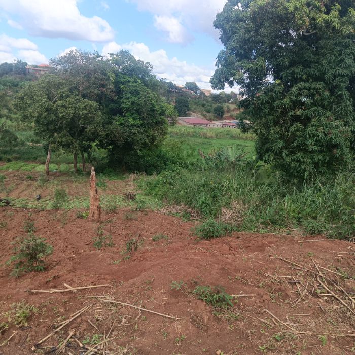 Terrain à vendre - Yaoundé, Emana, Pont - 2000 m2 - 70 000 000 FCFA