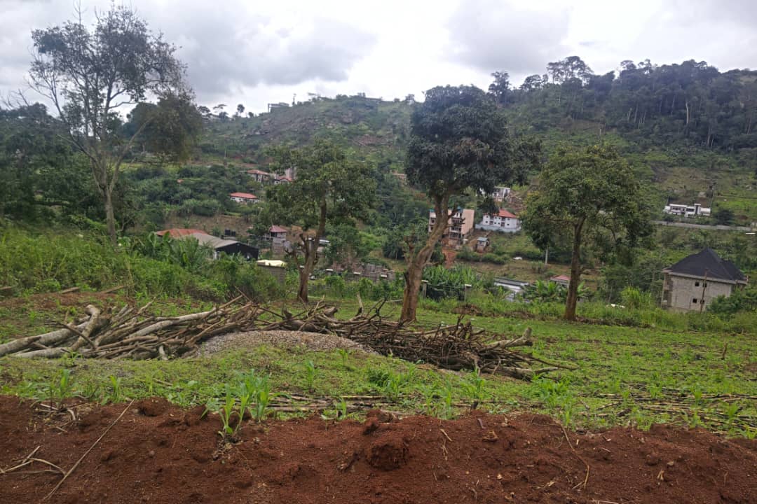 Land for sale at Yaoundé, Fébé-Village, Derrière le monastère - 5339 m2 - 133 475 000 FCFA