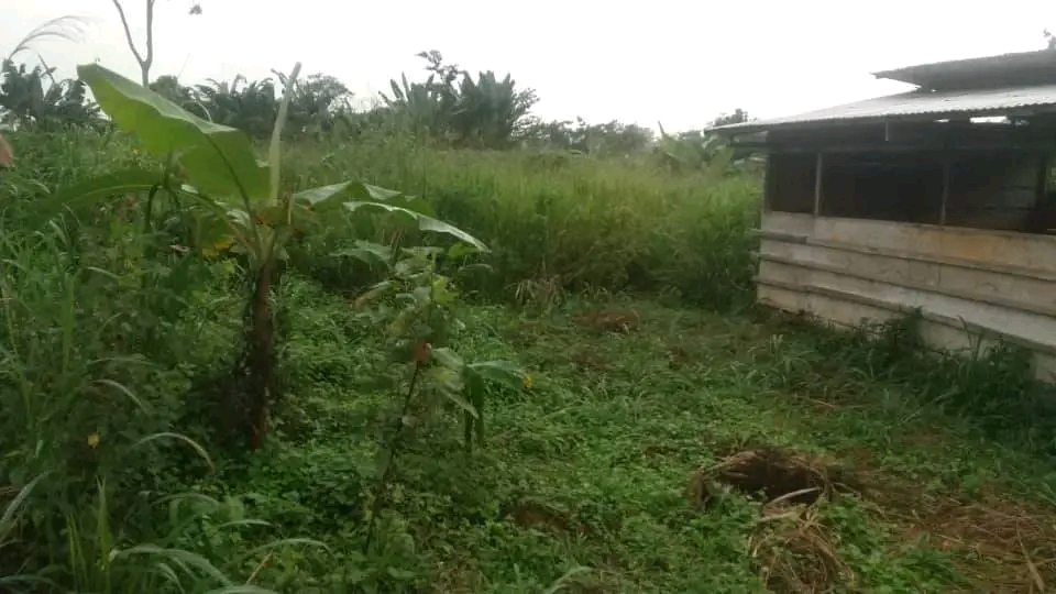 Terrain à vendre - Yaoundé, Nsimalen, Benebalot - 2000 m2 - 80 000 000 FCFA