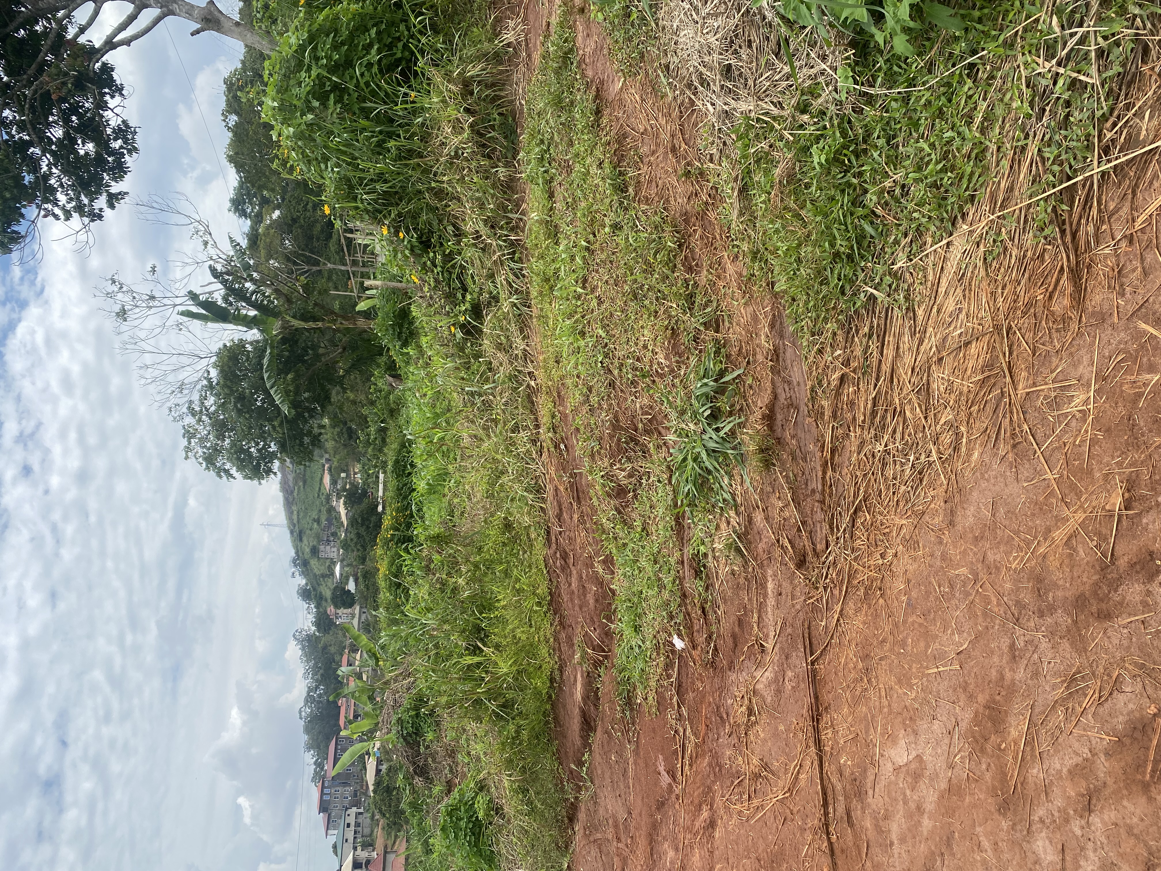 Land for sale at Yaoundé, Nkolondom, Samba - 1000 m2 - 20 000 000 FCFA