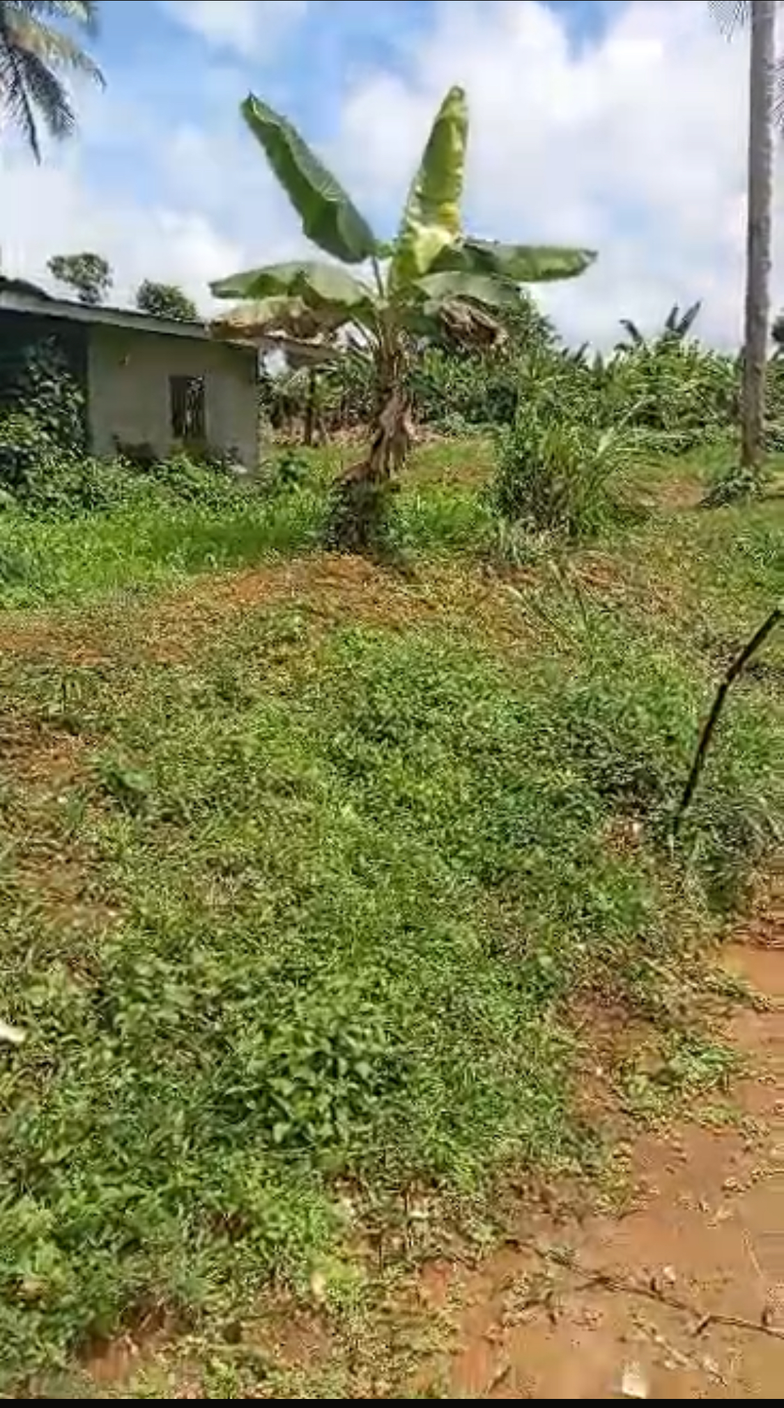 Land for sale at Yaoundé, Mbankomo, Ngoumou - 2000 m2 - 20 000 000 FCFA