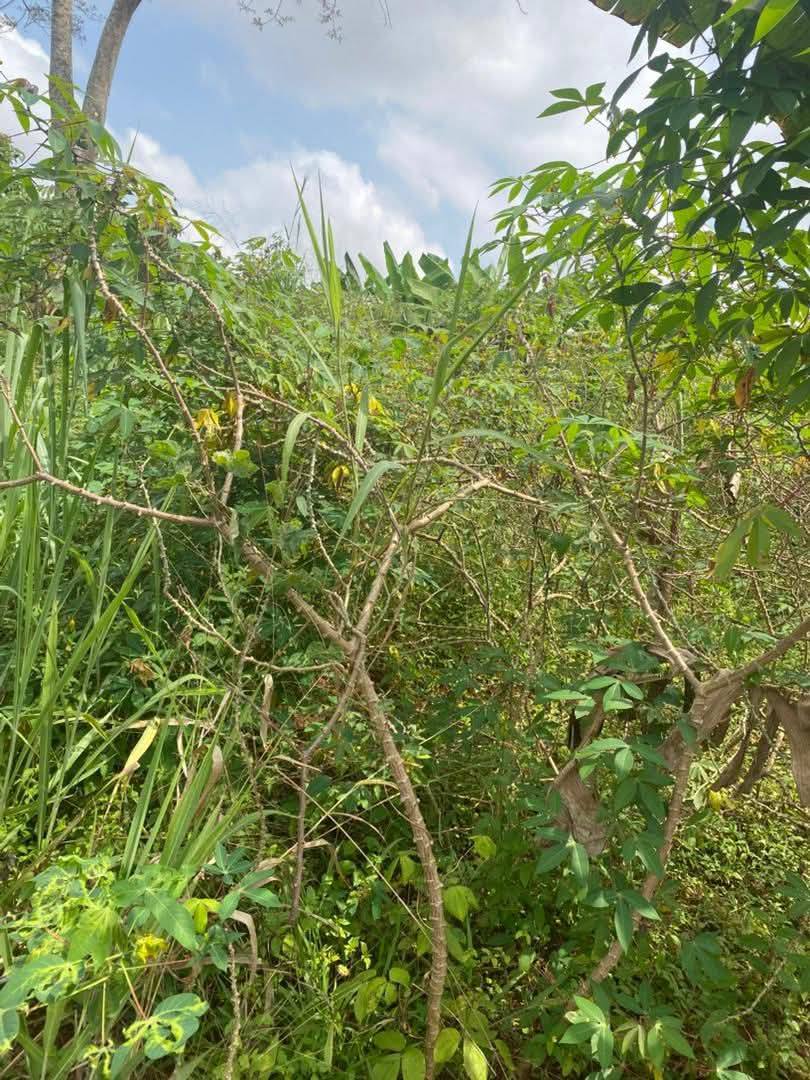 Land for sale at Yaoundé, Bastos, palais de congres - 15000 m2 - 450 000 000 FCFA