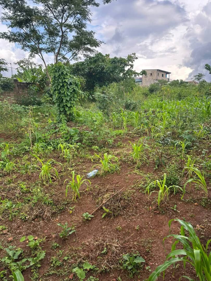 Terrain à vendre - Yaoundé, Odza, Minkan - 70000000 m2 - 70 000 000 FCFA