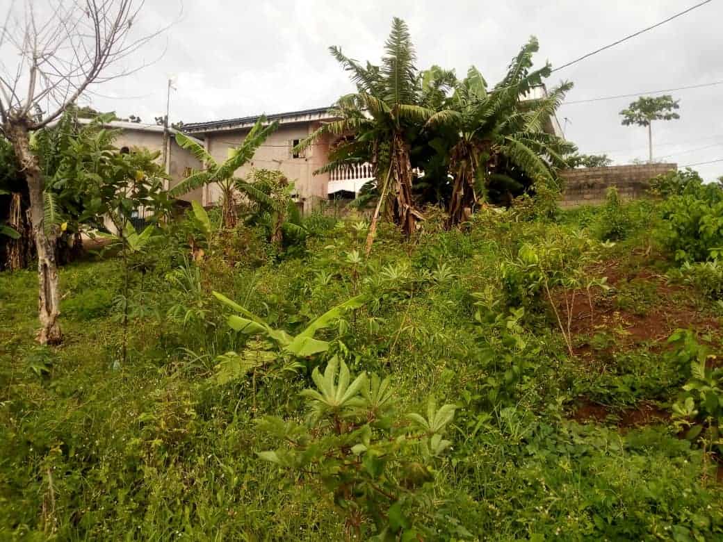 Terrain à vendre - Yaoundé, Ngousso, Derrière la chapelle - 550 m2 - 19 000 000 FCFA