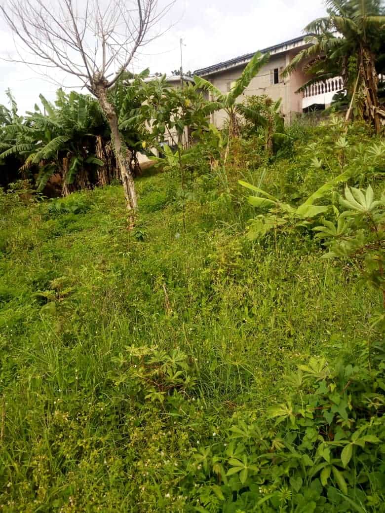 Land for sale at Yaoundé, Ngousso, Derrière la chapelle - 550 m2 - 19 000 000 FCFA