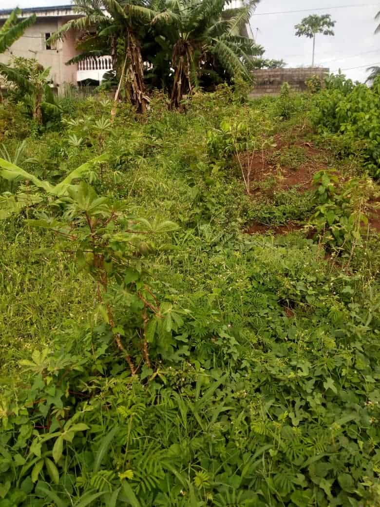 Land for sale at Yaoundé, Ngousso, Derrière la chapelle - 550 m2 - 19 000 000 FCFA