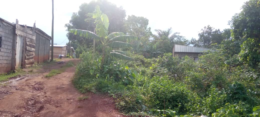 Terrain à vendre - Yaoundé, Nkolfoulou, Ancien garage - 500 m2 - 17 500 000 FCFA