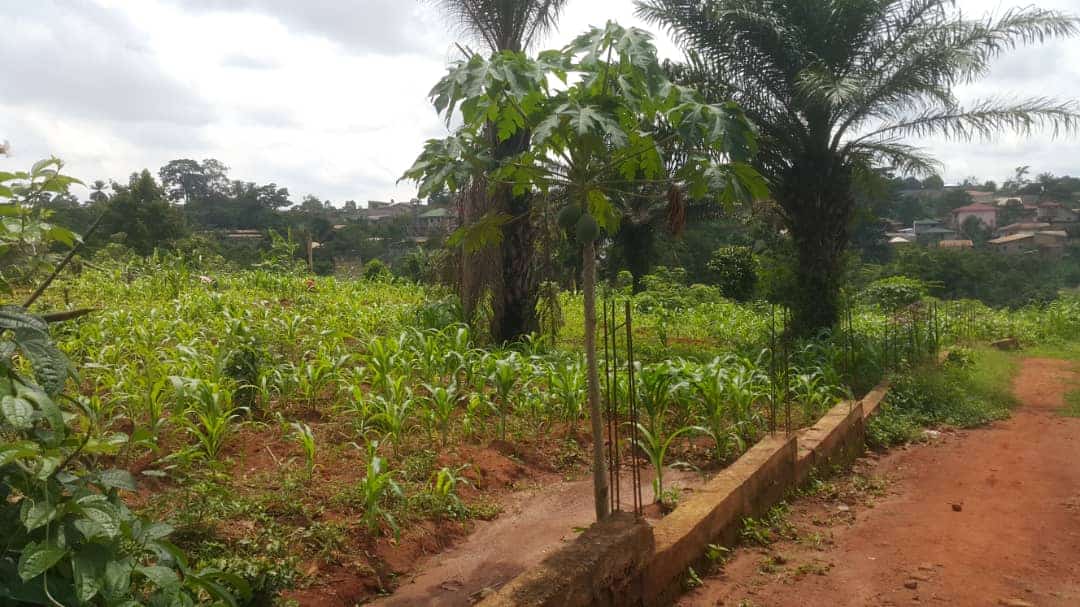 Terrain à vendre - Yaoundé, Nkolfoulou, Eniet - 500 m2 - 7 500 000 FCFA