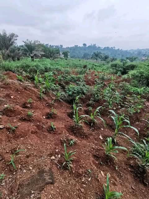 Land for sale at Yaoundé, Nkolfoulou, Eniet - 500 m2 - 2 500 000 FCFA