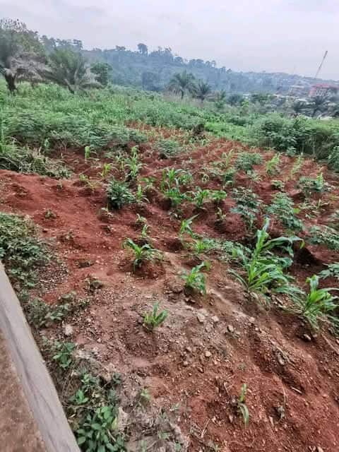 Land for sale at Yaoundé, Nkolfoulou, Eniet - 500 m2 - 2 500 000 FCFA