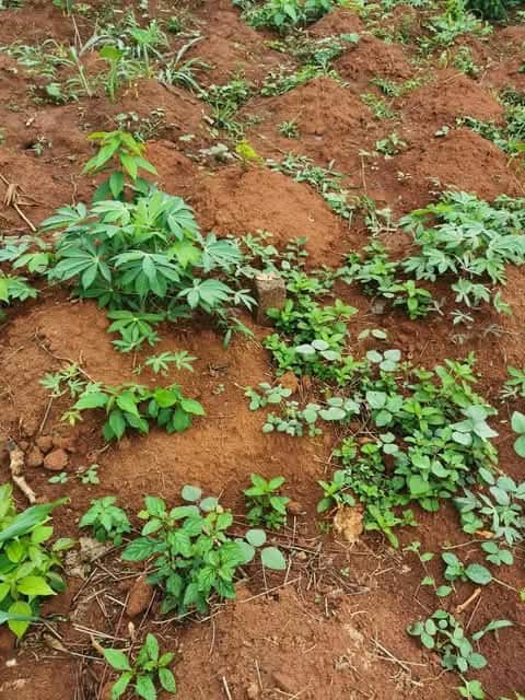 Land for sale at Yaoundé, Nkolfoulou, Eniet - 500 m2 - 2 500 000 FCFA