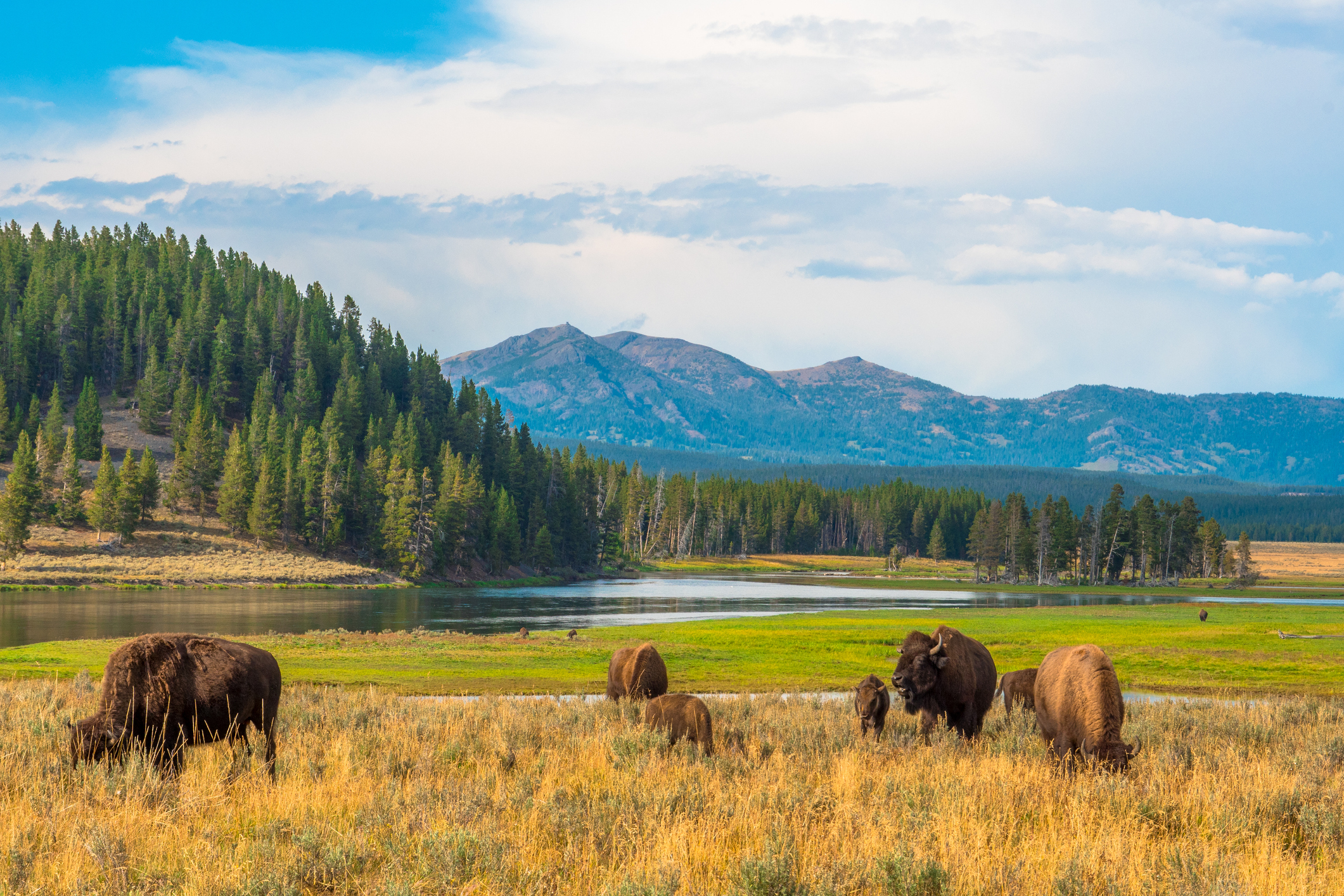 Yellowstone National Park Summer
