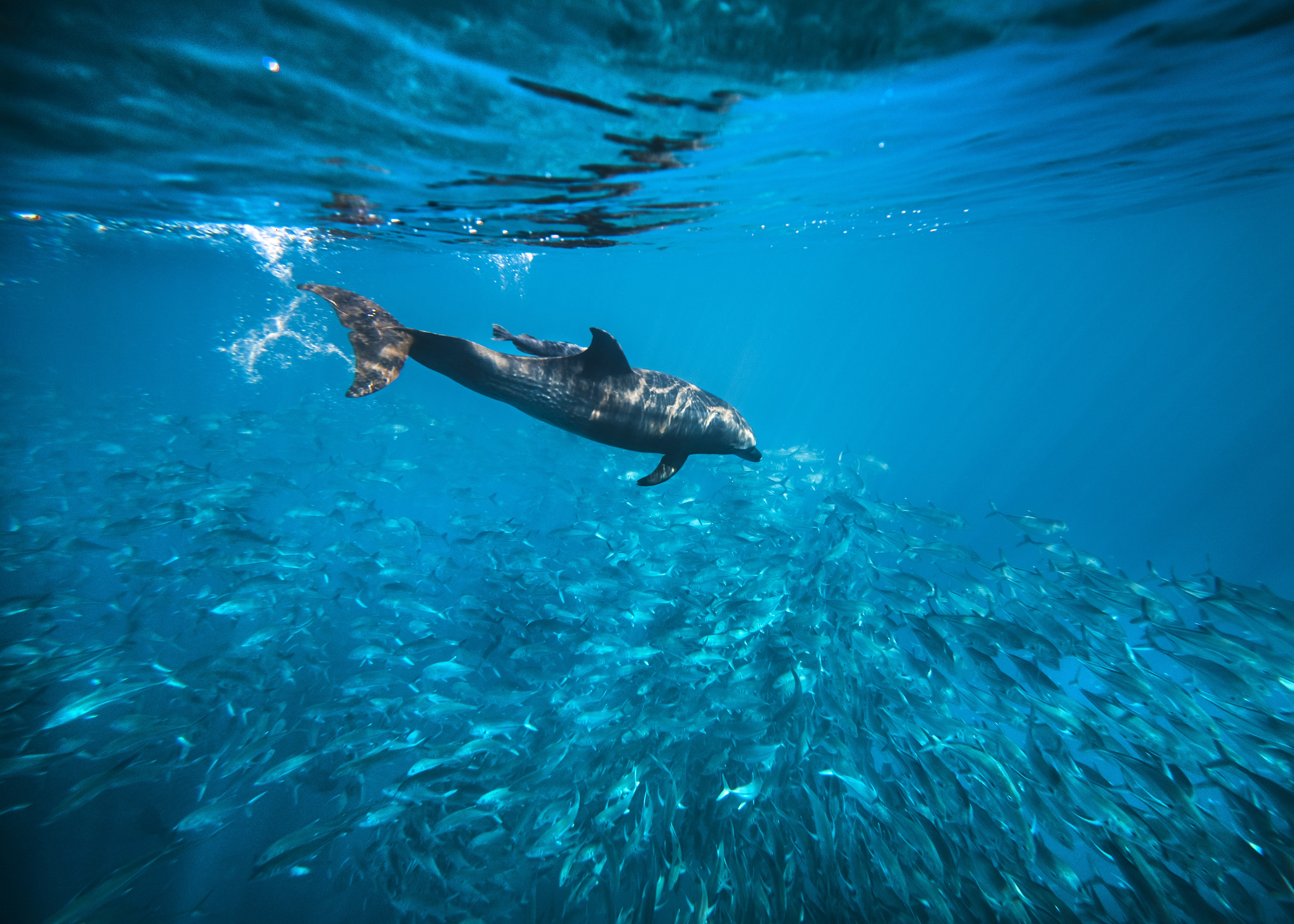 Cabo Pulmo Expedition