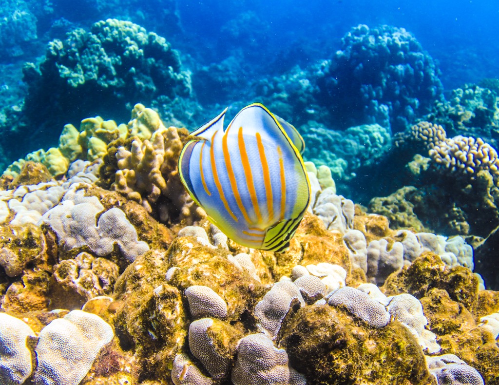 Kapalua Bay Shore Dive