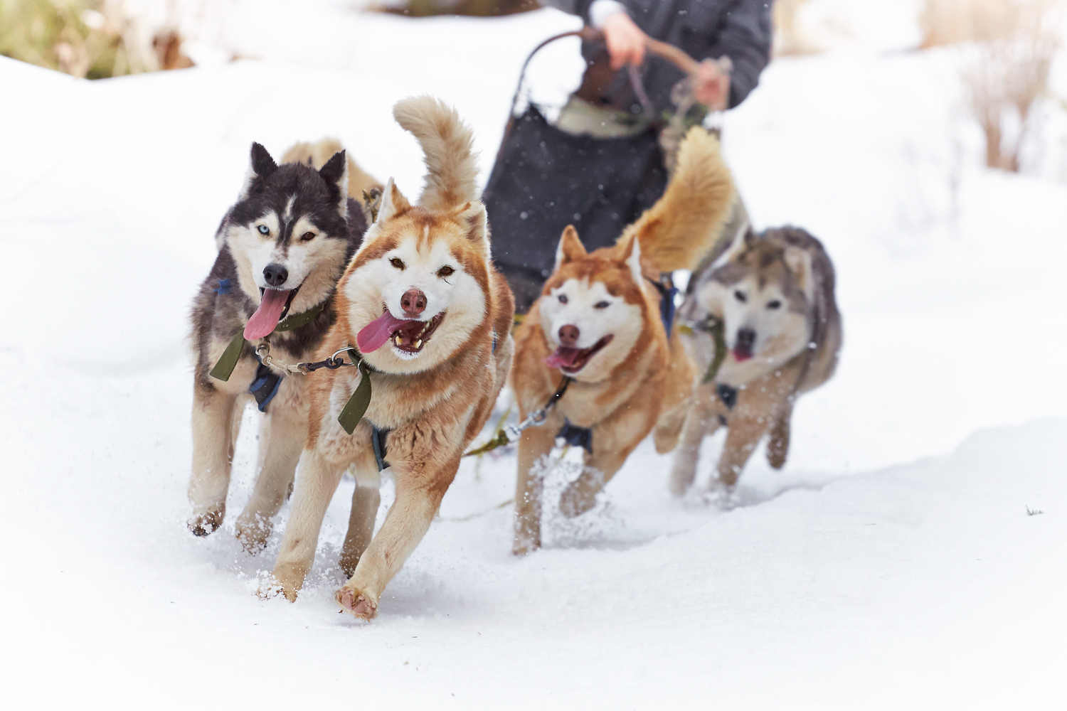 Dog Sledding