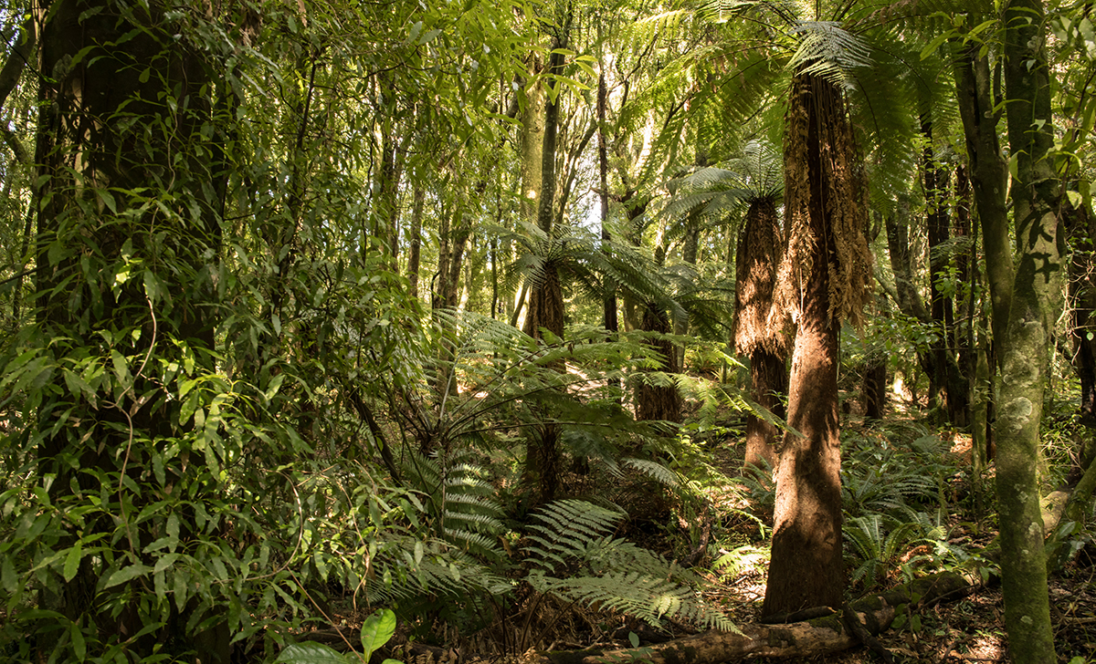 FOREST CANOPY ROOF FEATURE