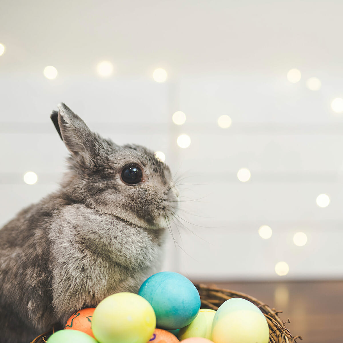 bunny-for-blog