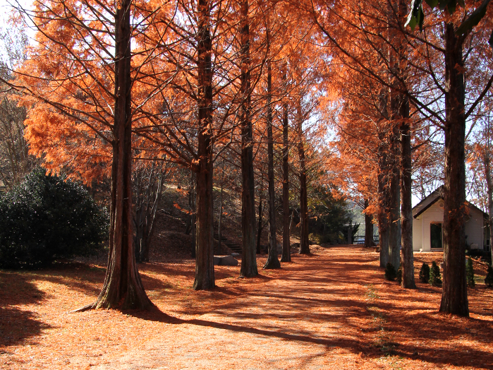 晋州庆南植物园红叶