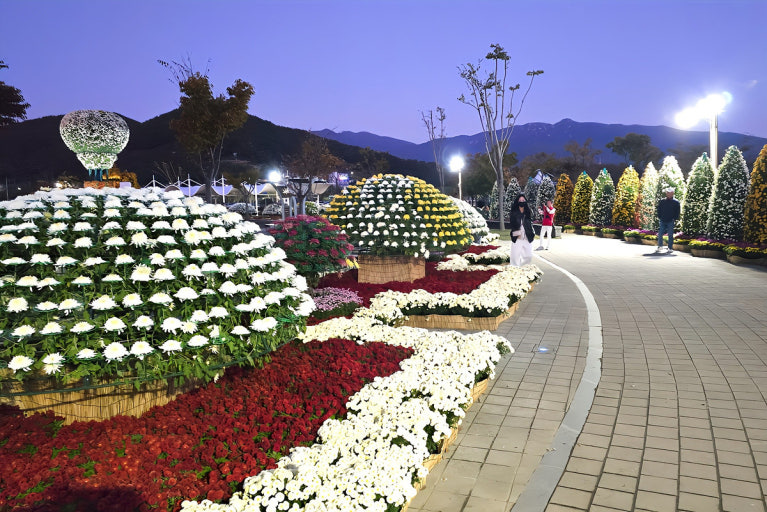 양산국화축제