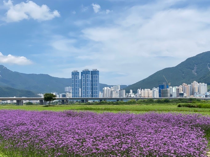 Daejeo Eco Park Perennial Verbena