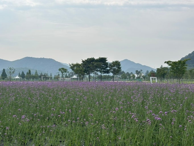 阳山黄山公园美人草群落