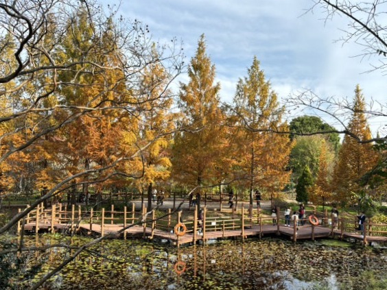 晋州庆南植物园红叶