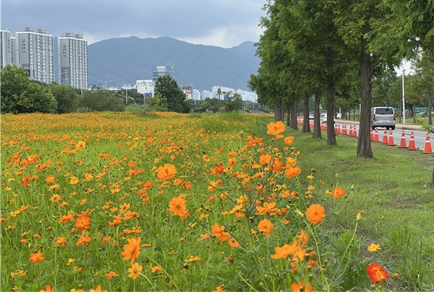 2025 Samrak Eco Park Roadside Yellow Cosmos View