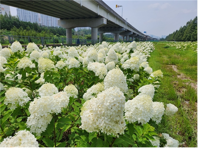 2024 Hwamyeong Eco Park Citizen Tree Planting Event Hydrangea Views