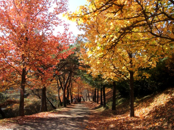 晋州庆南植物园红叶